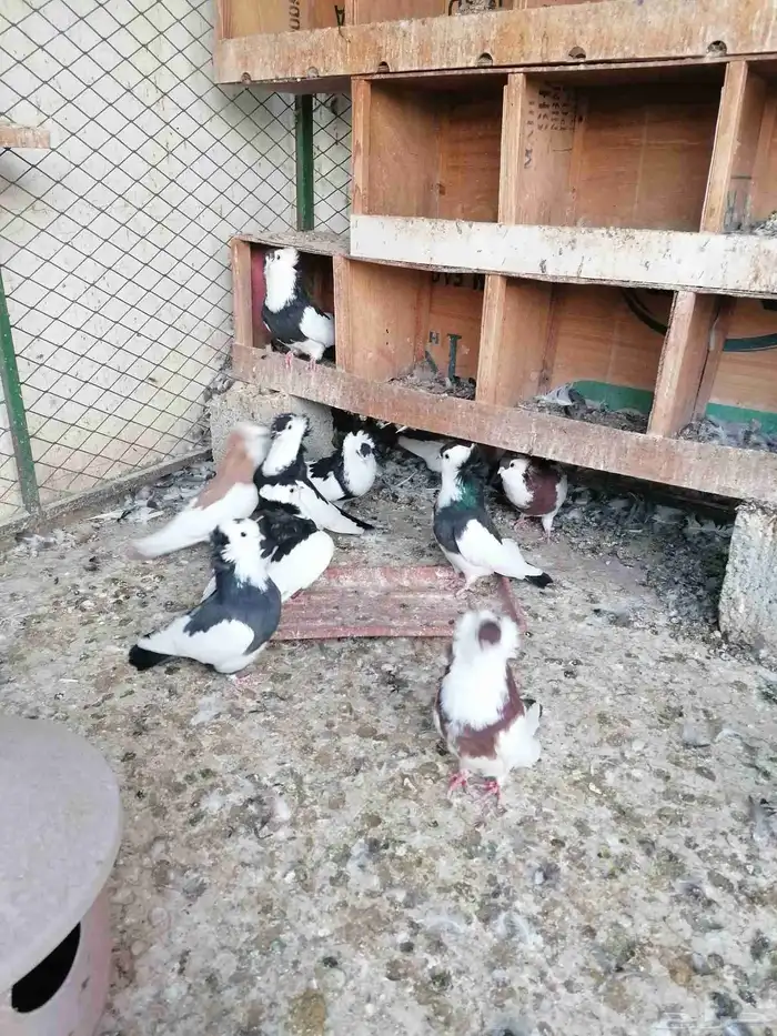 حمام بلغاري عبسي 4