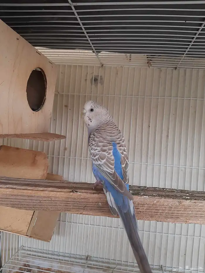 أنثى بادجي لحالها الذكر بعته الموقع صامطة 0