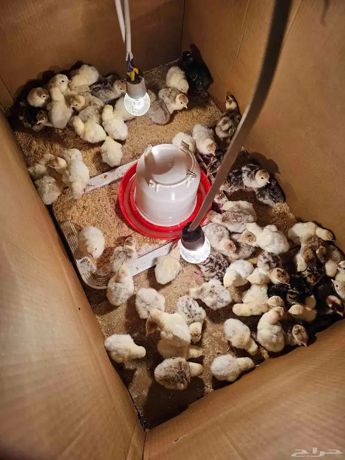 صوص رومي للبيع 0