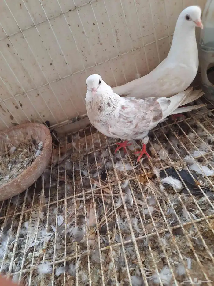 جوز قطيفي الانثي عاقده 0