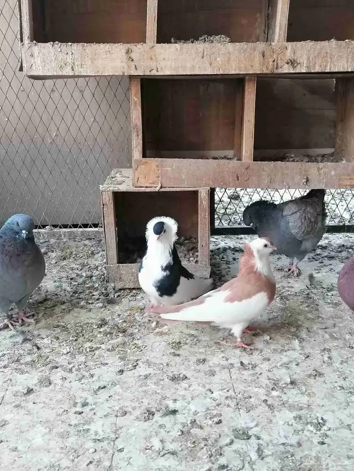 حمام بلغاري عبسي 0