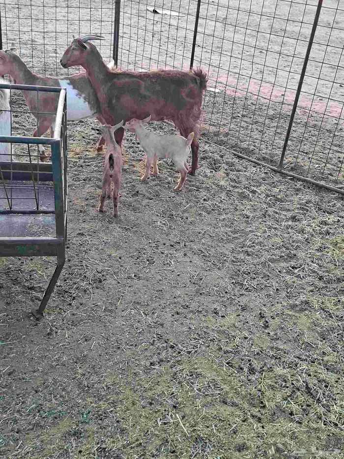 عنز جنوبيه رباع متاومه 2