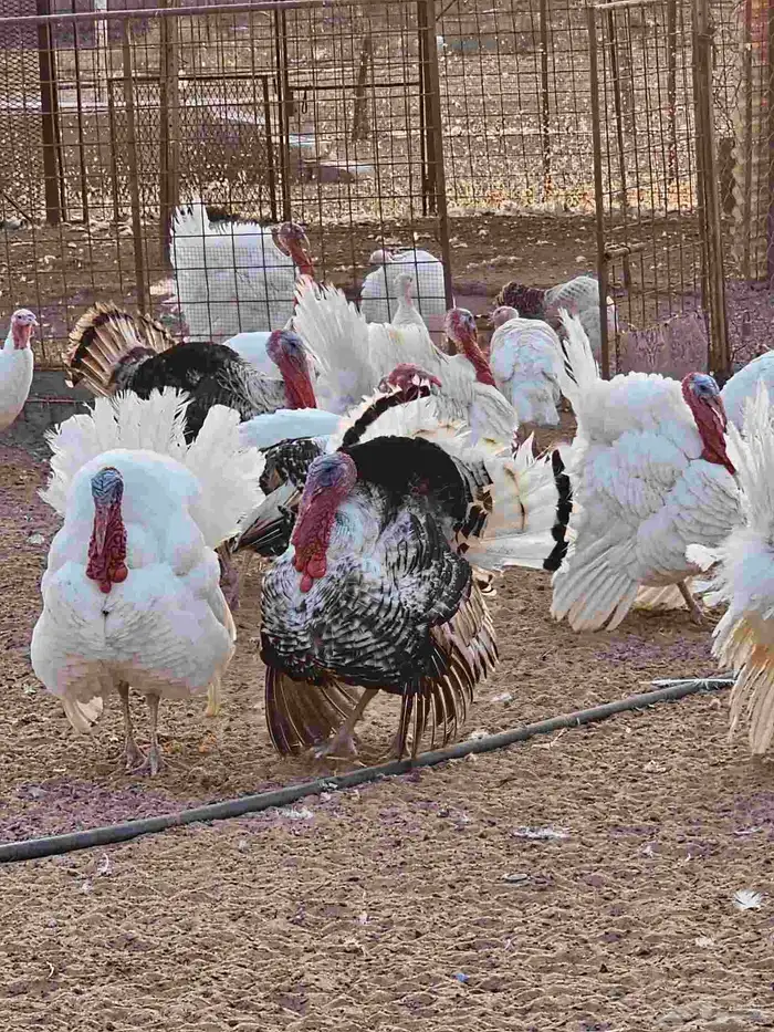 دجاج رومي للبيع 2