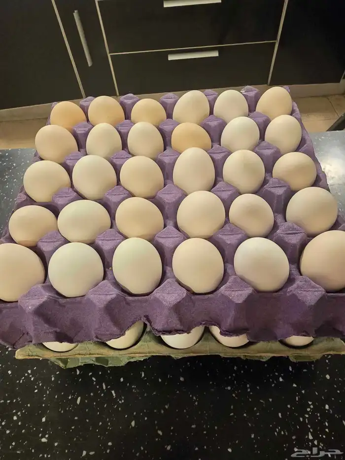 بيض بلدي خال من الهرمونات اكل صحي لايفوتك 2