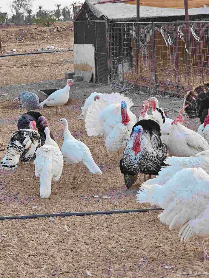 دجاج رومي للبيع 0