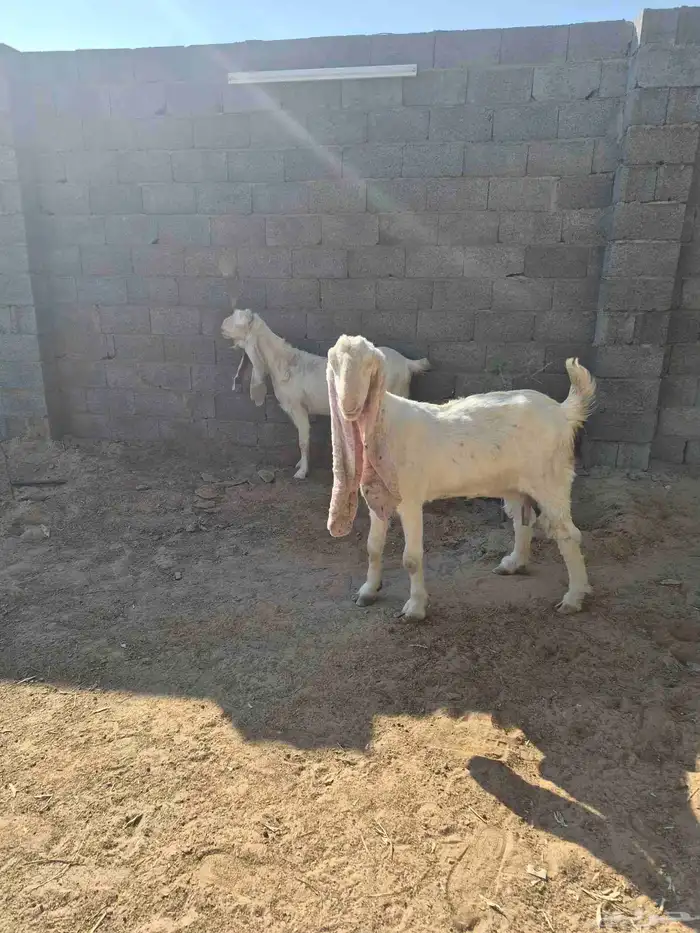 عنزين بيض للبيع 2