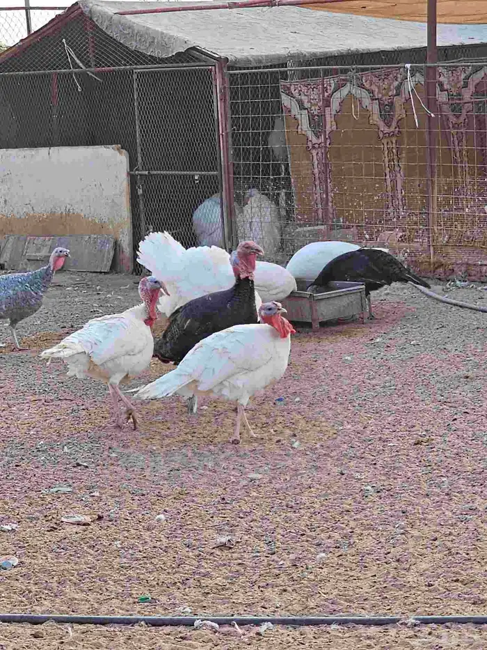 دجاج رومي للبيع 3
