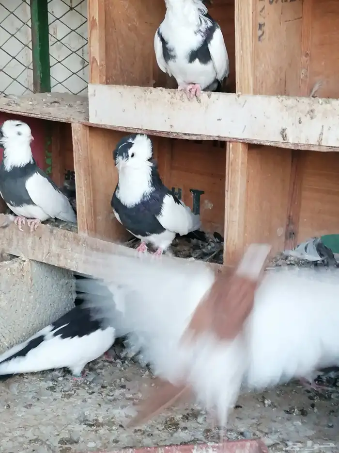 حمام بلغاري عبسي 1