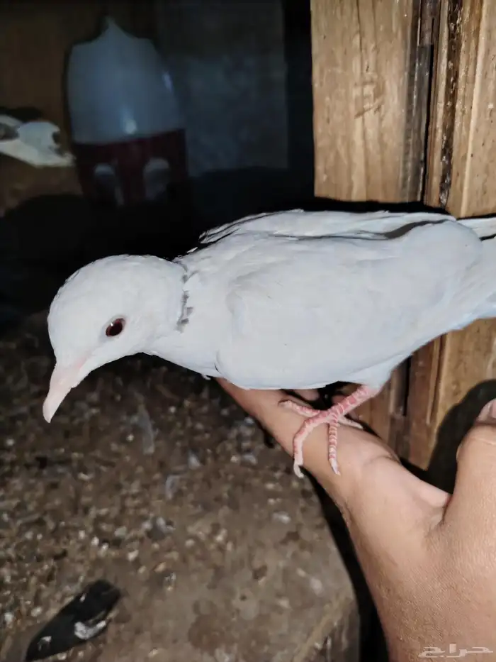 للبيع حمام بدي 2