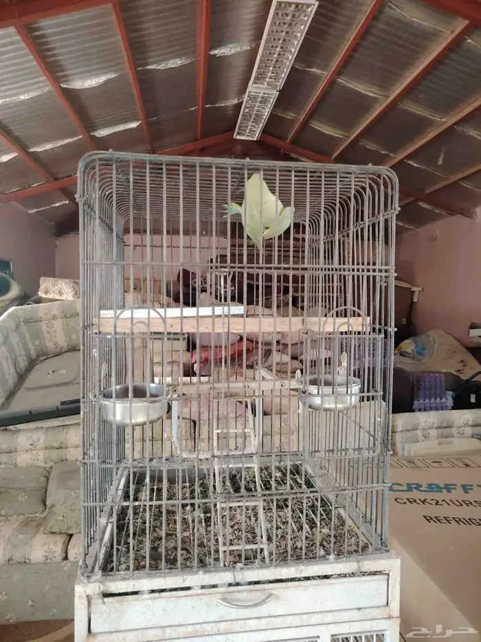 دره وكروان وعاشق معشوق وروز ثلجي للبيع 0