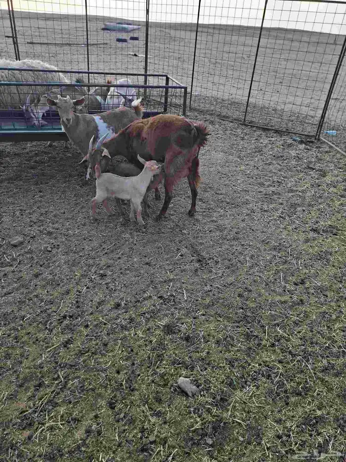 عنز جنوبيه رباع متاومه 1