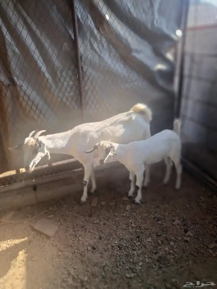 عنز بيشية والد 1