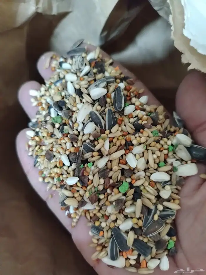 اكل بلبيل.و. وطيور واكل قطط 9