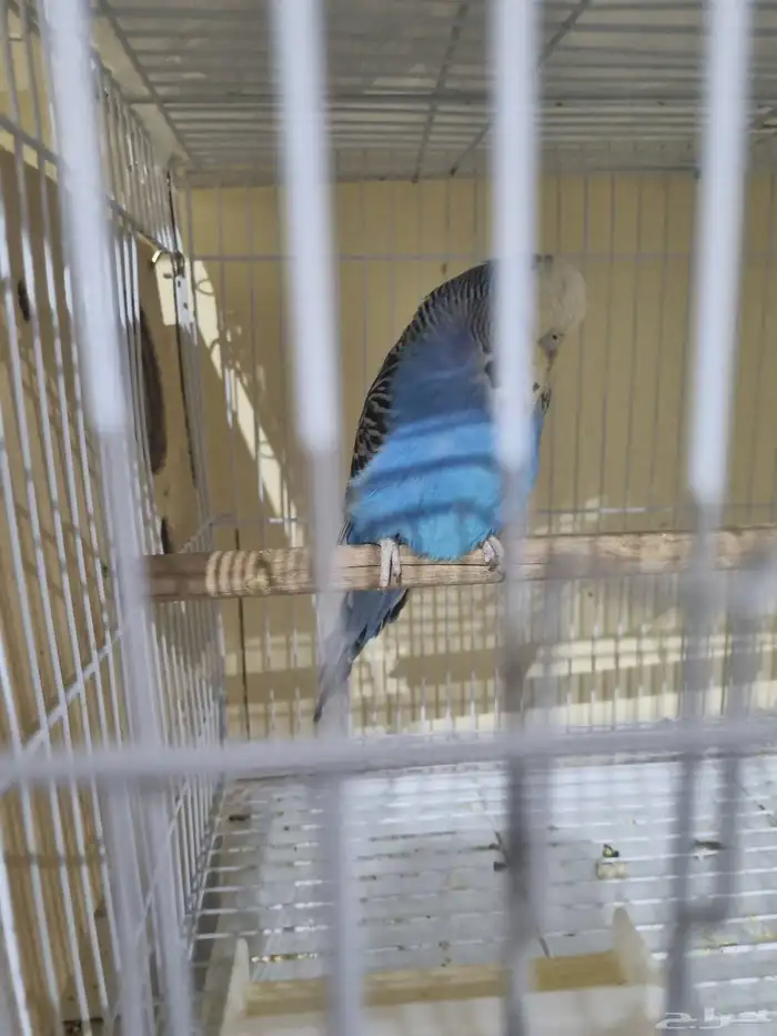 انثى بادجي منتجه 0