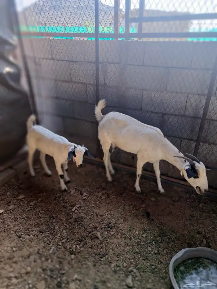 عنز بيشية والد 0