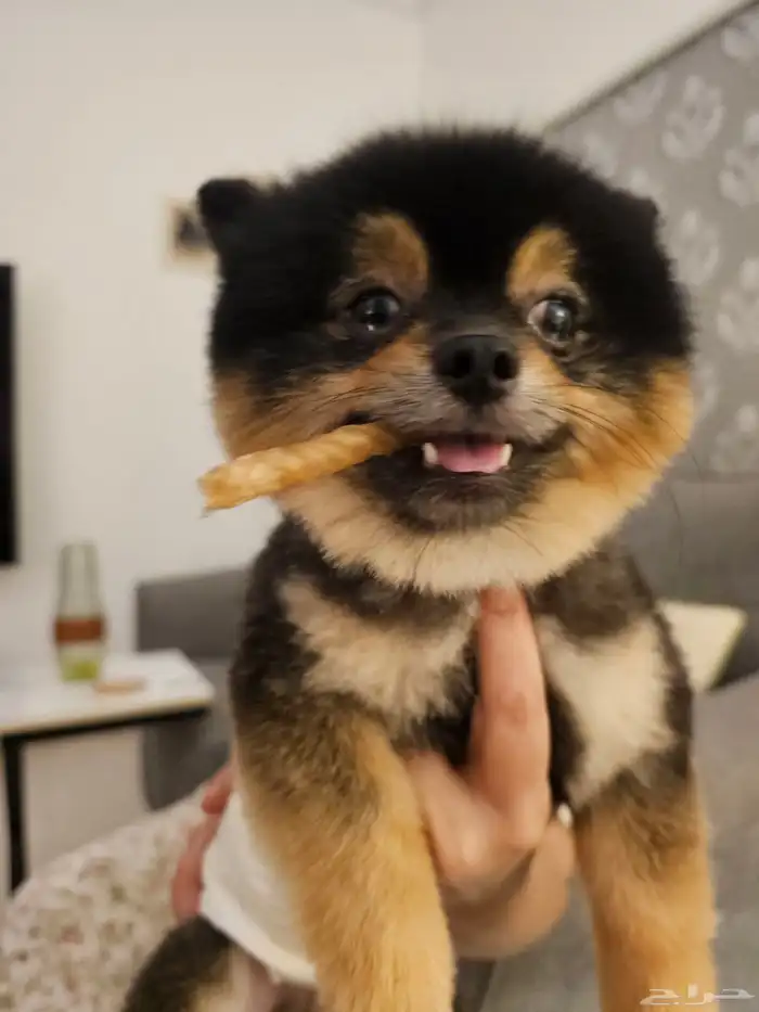 كاميرا Nikon DX تصوير عادي وفيديو 11