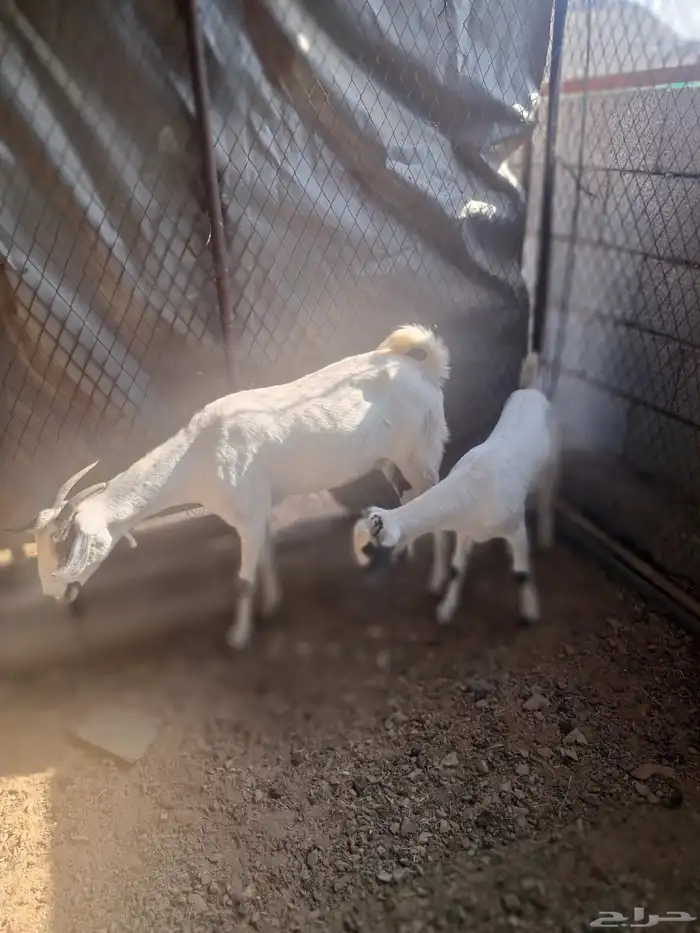 عنز بيشية والد 2