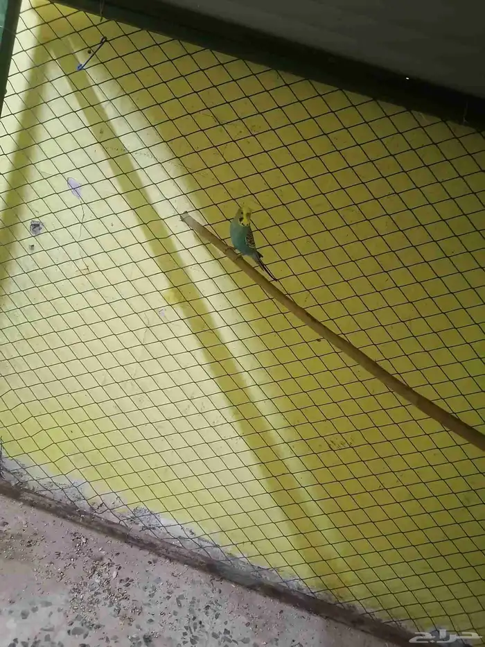 للبيع عصفير حب شرط منتجين الحد80 الموقع الأحساء جواثا 4