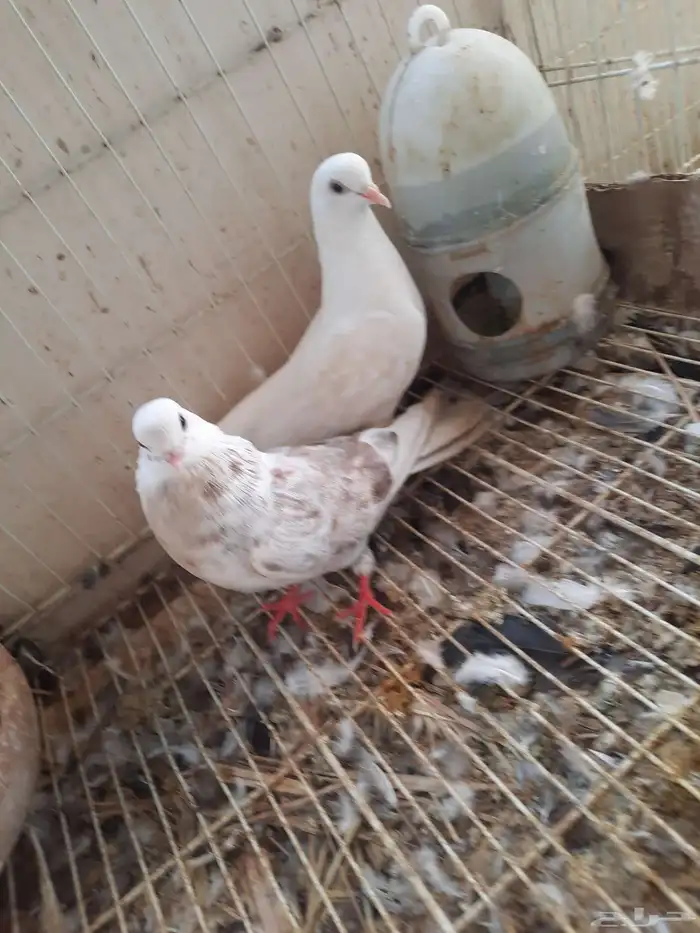 جوز قطيفي الانثي عاقده 2