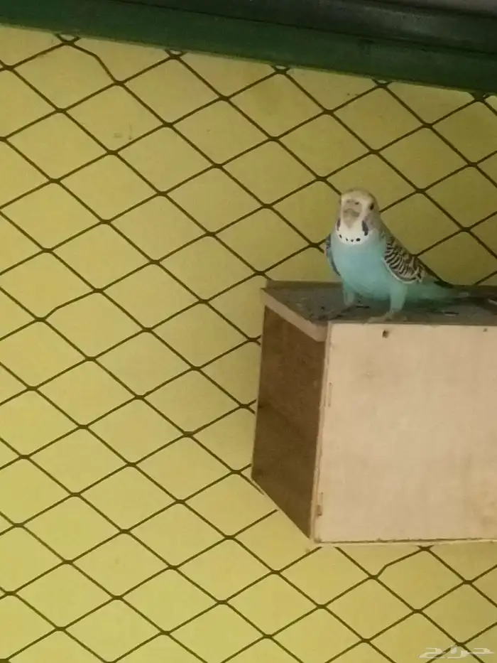 للبيع عصفير حب شرط منتجين الحد80 الموقع الأحساء جواثا 5