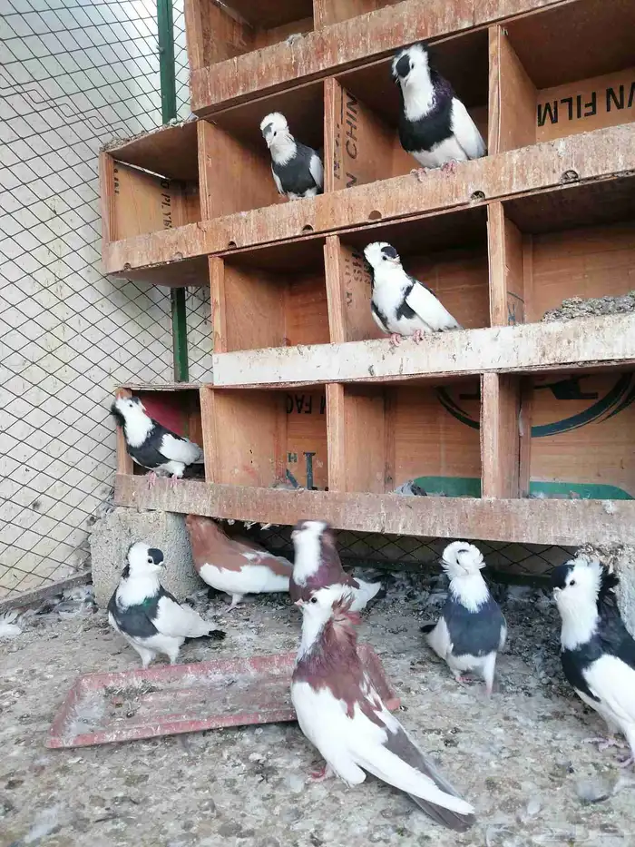 حمام بلغاري عبسي 2