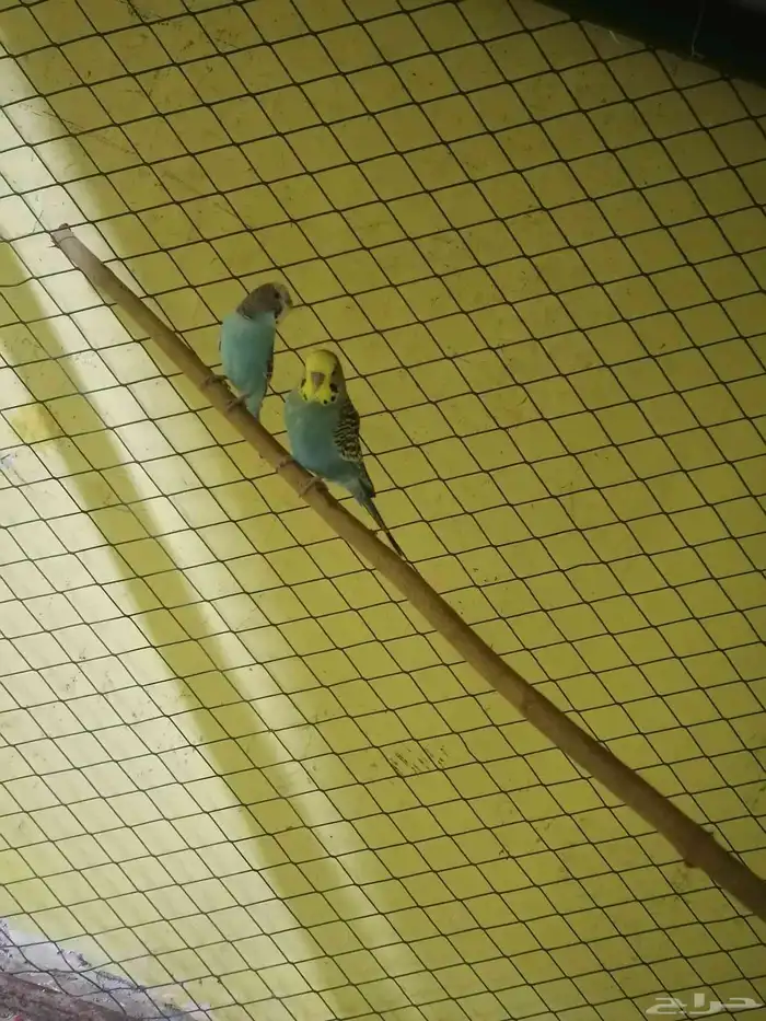 للبيع عصفير حب شرط منتجين الحد80 الموقع الأحساء جواثا 1