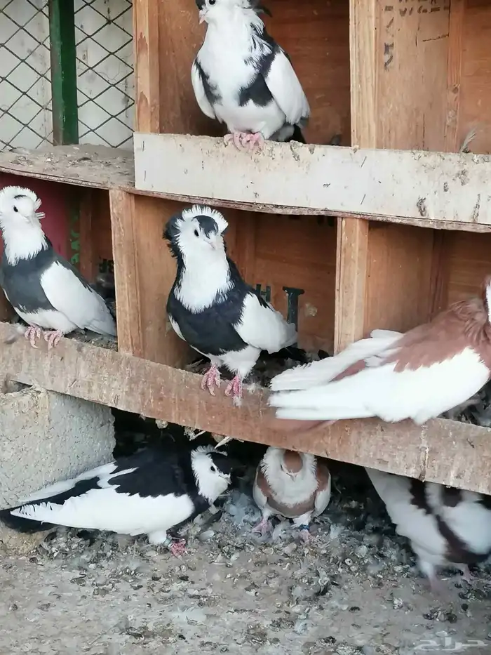 حمام بلغاري عبسي 8