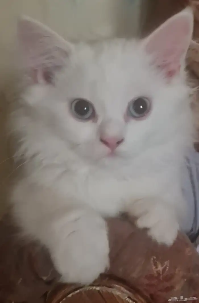 شيرازي هيمالايا انثى 0