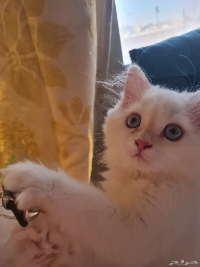 شيرازي هيمالايا انثى 2