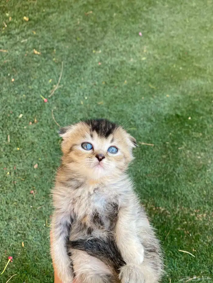 كيتن سكوتش فولد مطعمين للبيع ولايوجد تبني 18