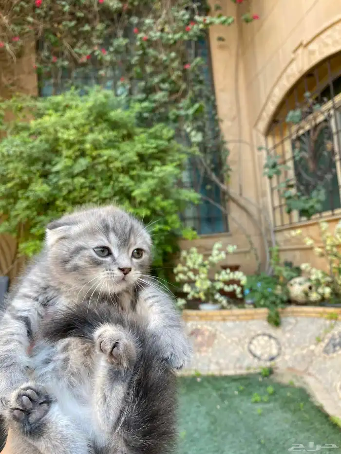 كيتن سكوتش فولد مطعمين للبيع ولايوجد تبني 14