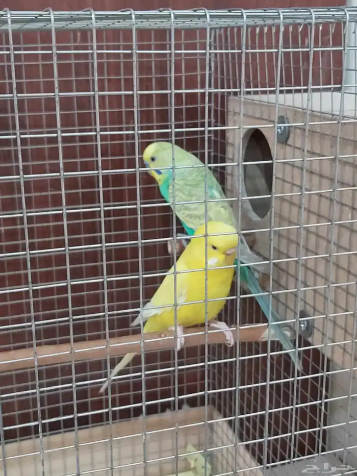 عصفور بادجي زواج 2