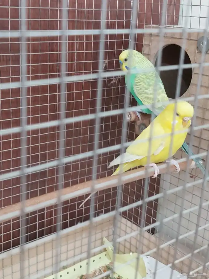 عصفور بادجي زواج 0