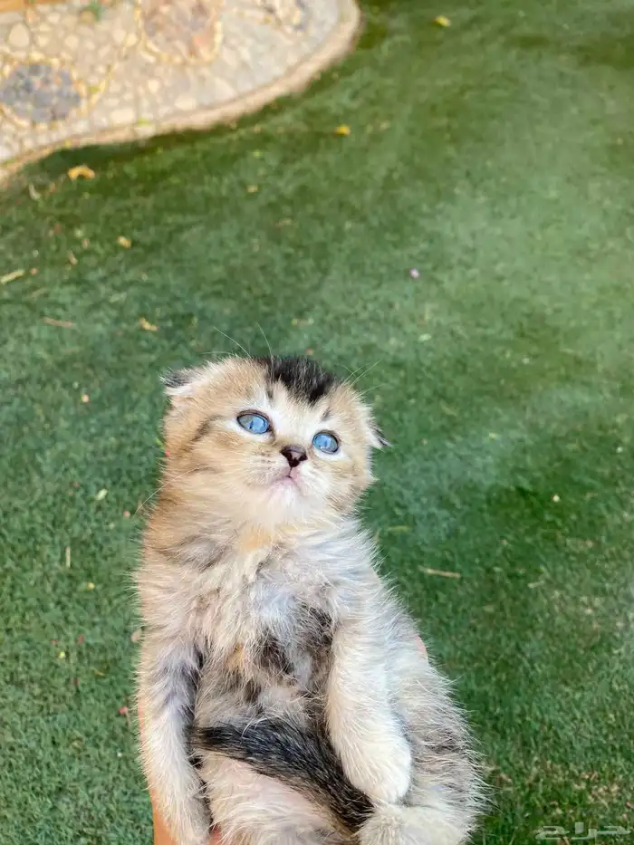 كيتن سكوتش فولد مطعمين للبيع ولايوجد تبني 7