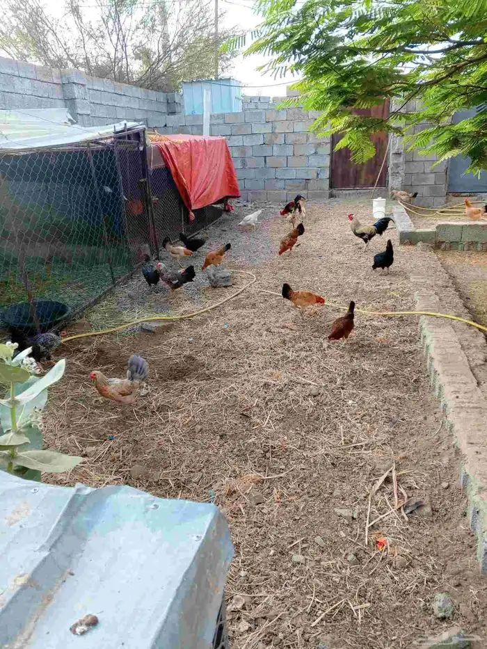 دجاج بلدي للبيع 1