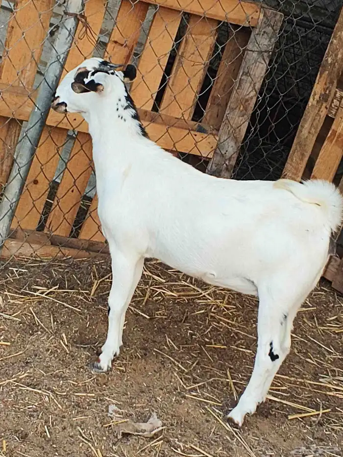 أعراض لكم جفار بلديو 4