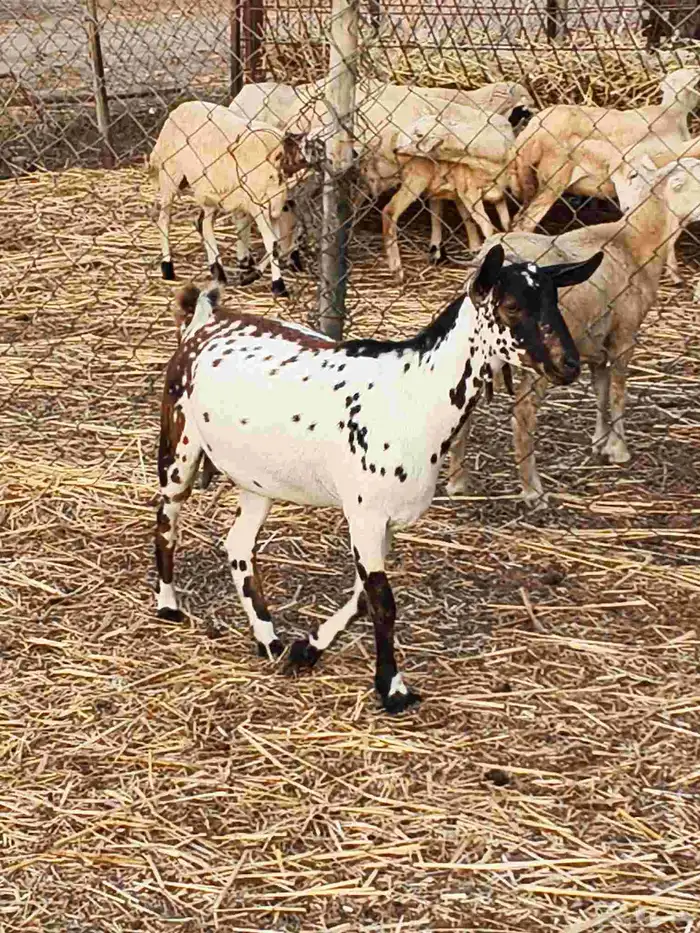 أعراض لكم جفار بلديو 8