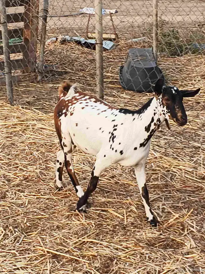 أعراض لكم جفار بلديو 7