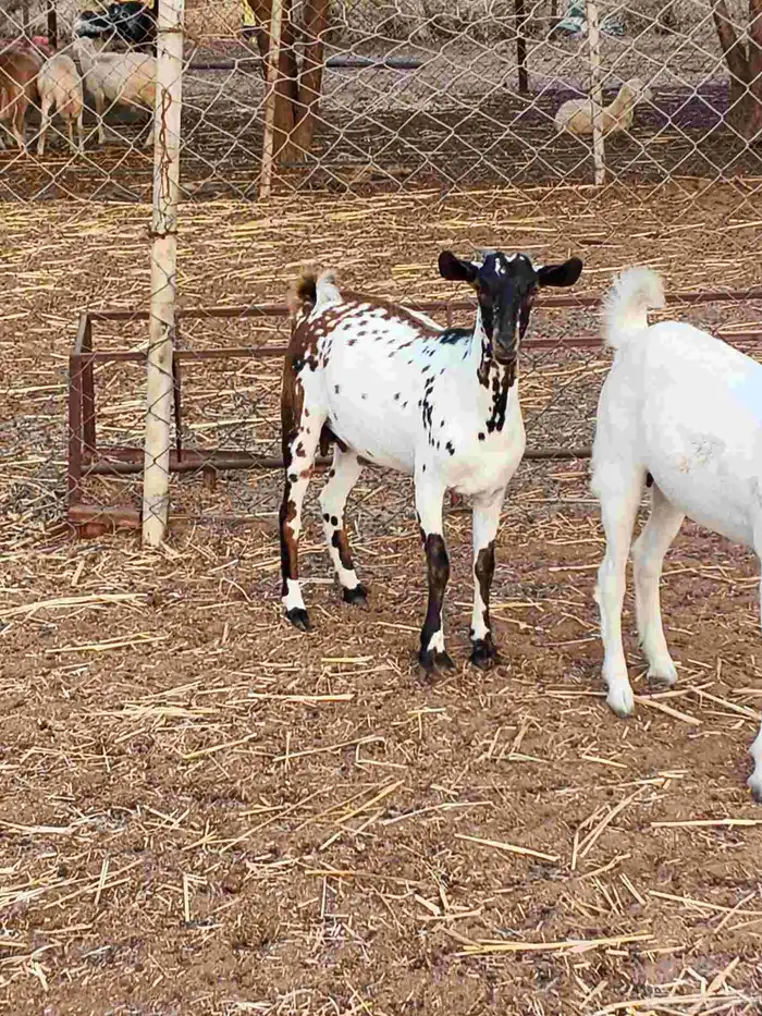 أعراض لكم جفار بلديو 9