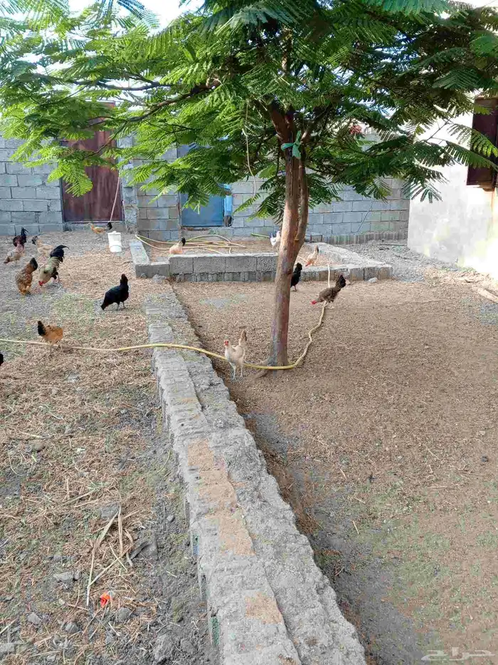 دجاج بلدي للبيع 0