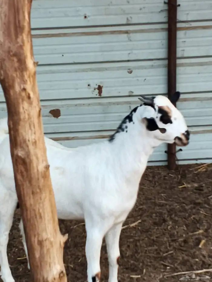 أعراض لكم جفار بلديو 5