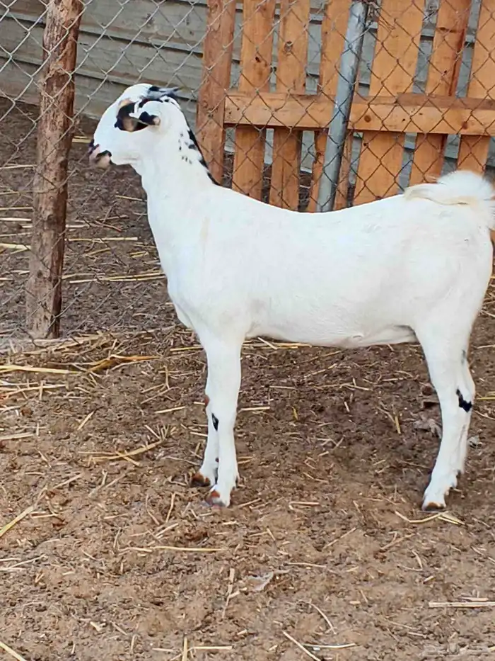 أعراض لكم جفار بلديو 0