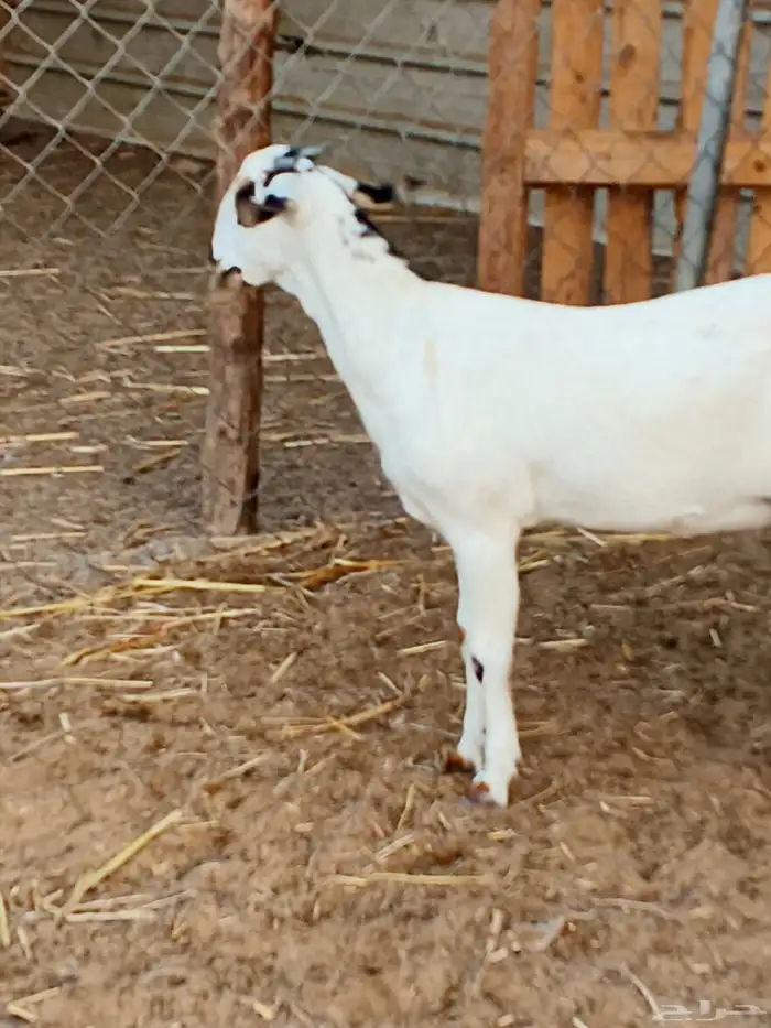 أعراض لكم جفار بلديو 1