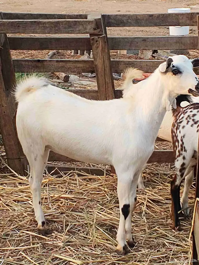 أعراض لكم جفار بلديو 6