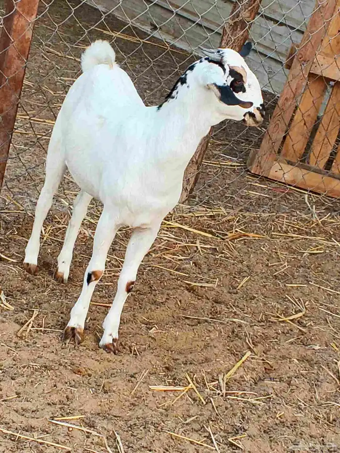 أعراض لكم جفار بلديو 3