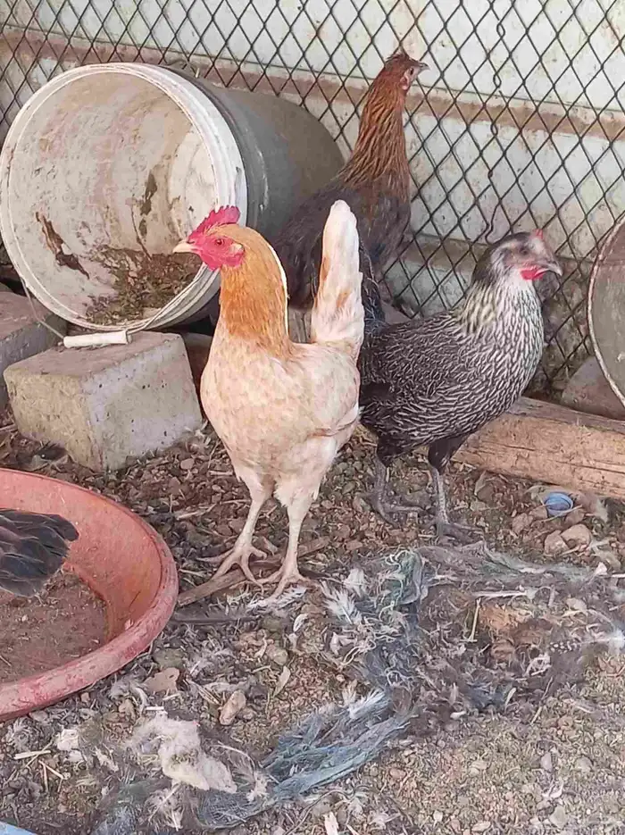 دجاج للبيع تم البيع 1