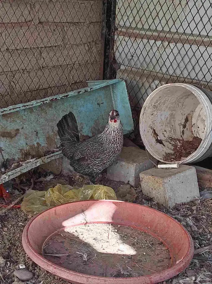 دجاج للبيع تم البيع 6