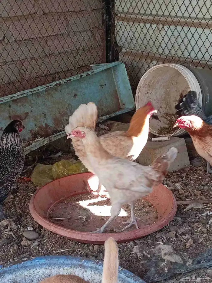 دجاج للبيع تم البيع 3