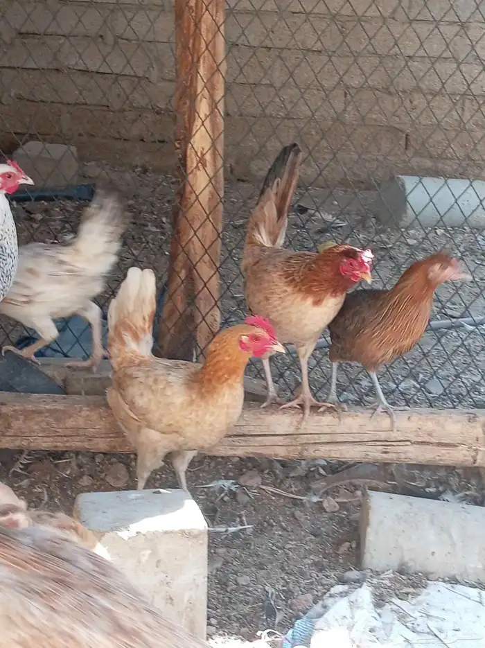 دجاج للبيع تم البيع 8