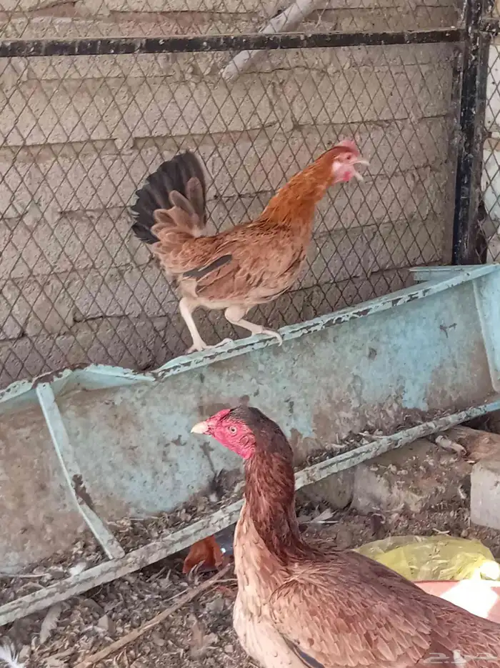 دجاج للبيع تم البيع 2